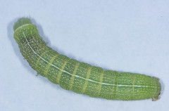 Orthosia hibisci
