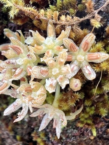 Myrsine fernseei observed 2025-03-18