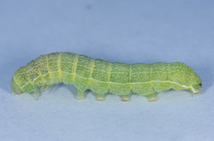 Orthosia hibisci