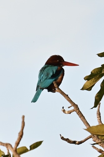 White-throated Kingfisher