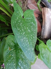 Zantedeschia elliottiana