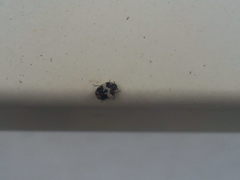 Anthrenus pimpinellae