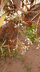 Euphorbia leucocephala