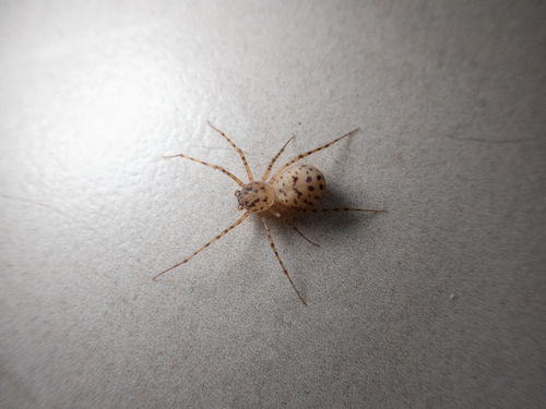 Common Spitting Spider