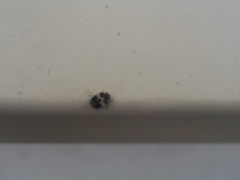 Anthrenus pimpinellae