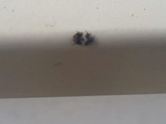 Anthrenus pimpinellae