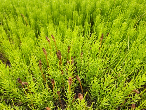 field horsetail