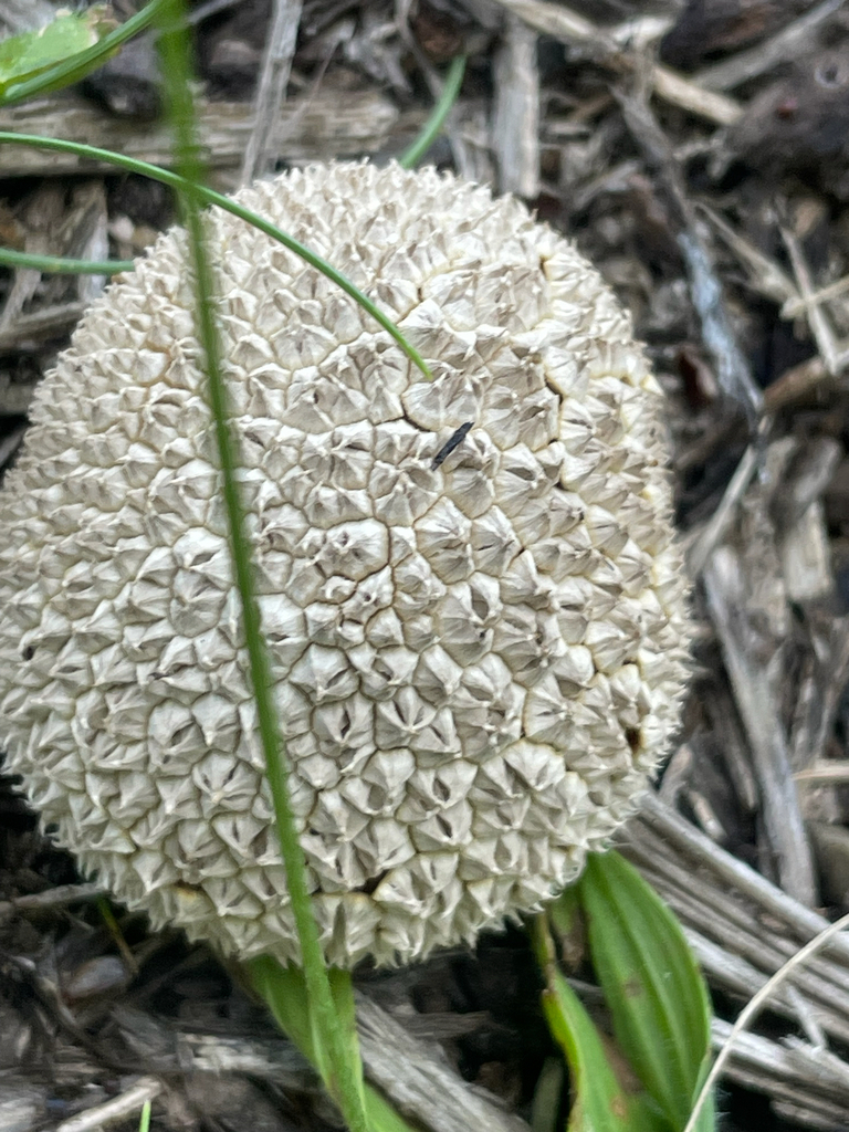 Peeling Puffball · July 2026 · photo: Photo: no rights reserved · iNaturalist