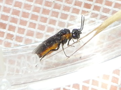 Sterictiphorinae