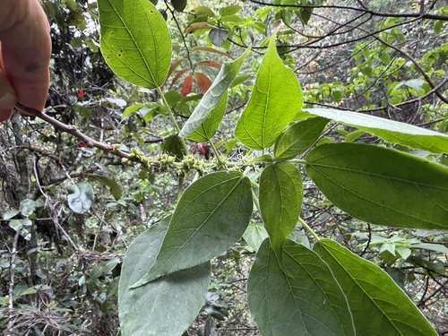 Neraudia kauaiensis observed 2026-05-28