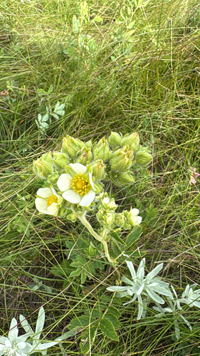 Tall Cinquefoil