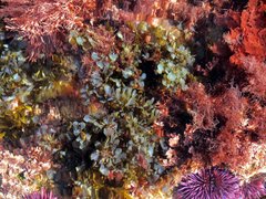 Dictyopteris undulata