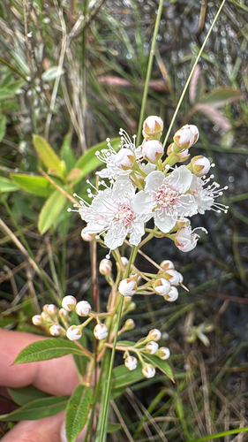 white meadowsweet
