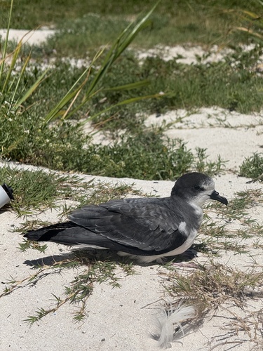 Pterodroma hypoleuca observed 2026-07-15