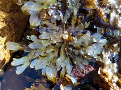 Dictyopteris undulata