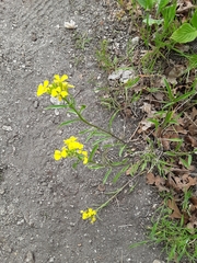 Erysimum asperum