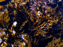 Stephanocystis