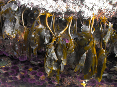 Eisenia arborea