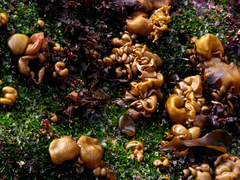 Leathesia marina