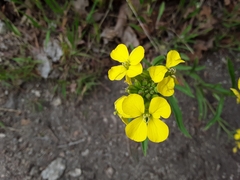 Erysimum asperum