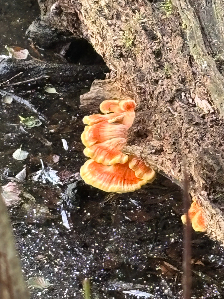 chicken of the woods · July 2026 · photo: Photo: (c) Skyler Principe, some rights reserved (CC BY) · iNaturalist