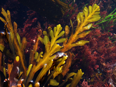 Stephanocystis