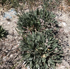 Limonium ramosissimum