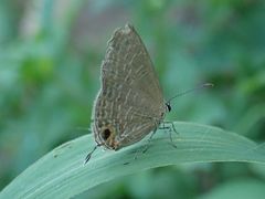 Jamides bochus formosanus