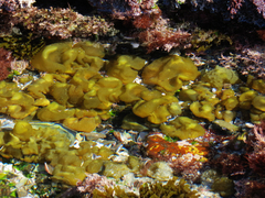 Leathesia marina