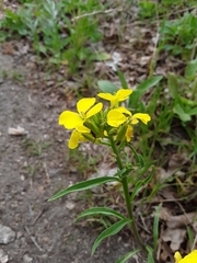 Erysimum asperum