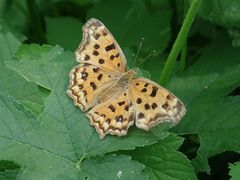 Polygonia c-aureum lunulata