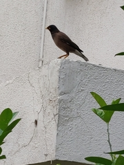 Acridotheres tristis