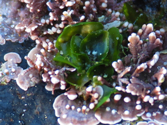 Ulva californica