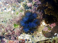 Dictyopteris undulata