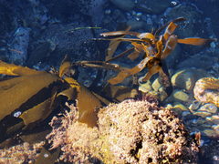 Eisenia arborea