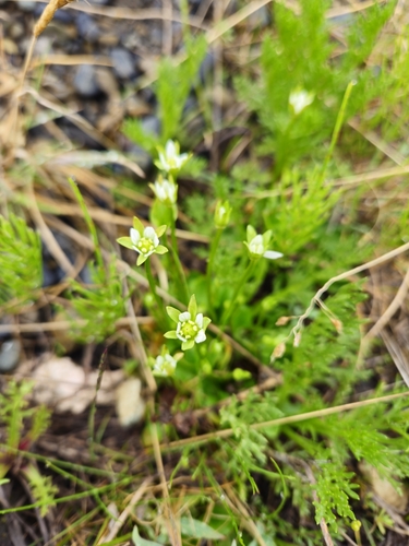 Kotzebue's Grass-of-Parnassus