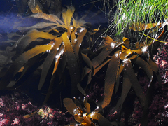 Eisenia arborea