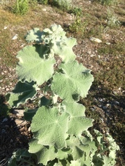 Malacothamnus fremontii cercophorus