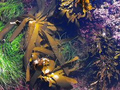 Eisenia arborea