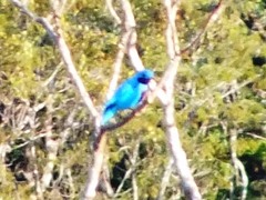 Cotinga amabilis