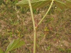 Rubus meracus