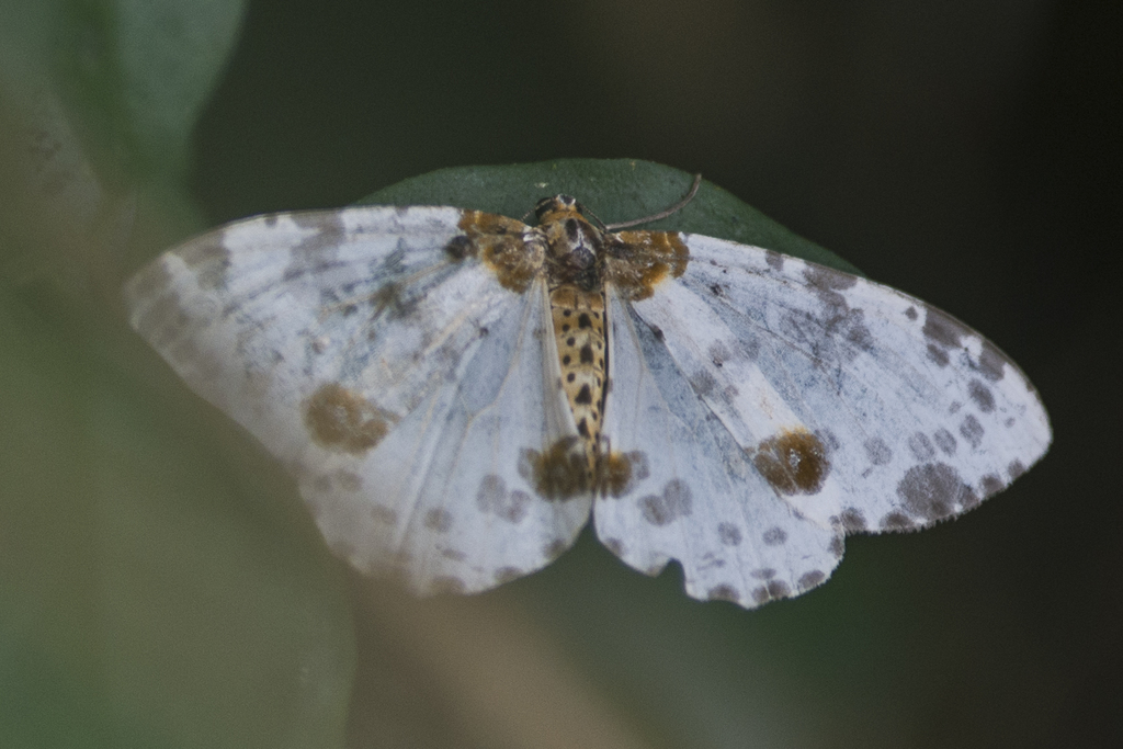 Abraxas persimplex