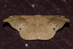 Oreta griseotincta