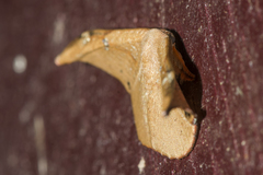 Oreta griseotincta