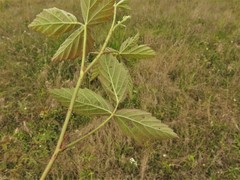 Rubus meracus