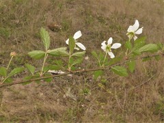 Rubus meracus