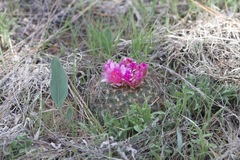 Pediocactus simpsonii minor
