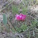 Pediocactus simpsonii minor - Photo (c) chummymeg, some rights reserved (CC BY-NC), uploaded by chummymeg