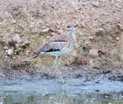 iNaturalist image