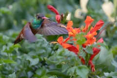 Amazilis amazilia amazilia